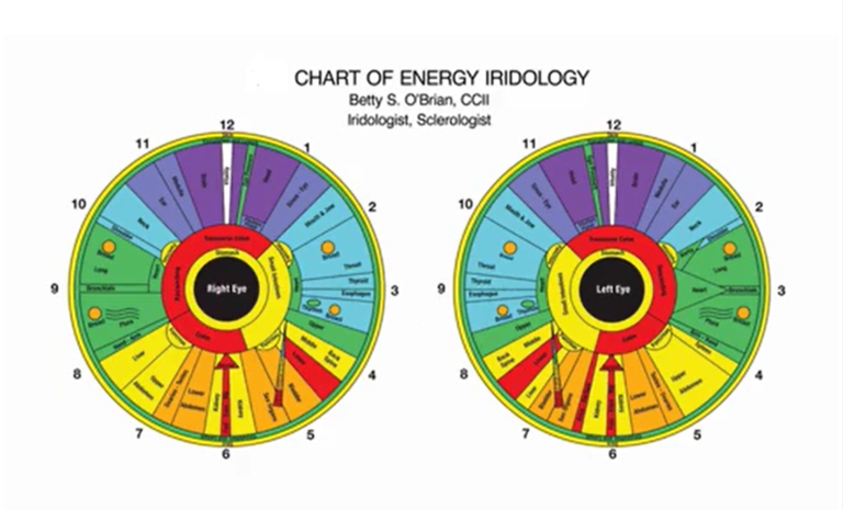 Iridology Signs and Herbs for the Endocrine System