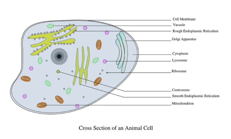 IIPA Anatomy and Physiology