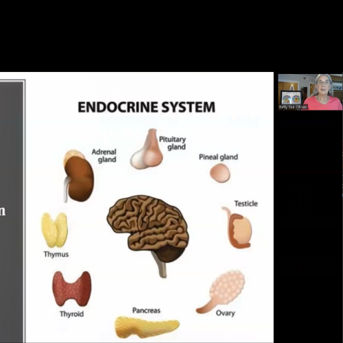 Endocrine System