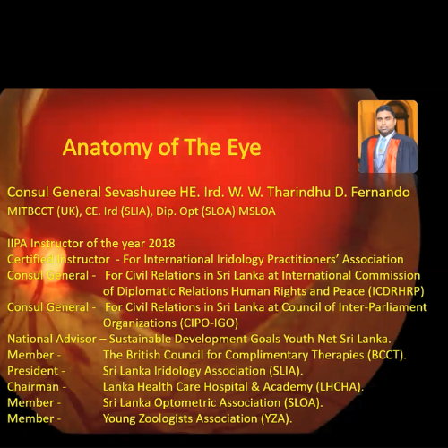 Anatomy Of The Eye